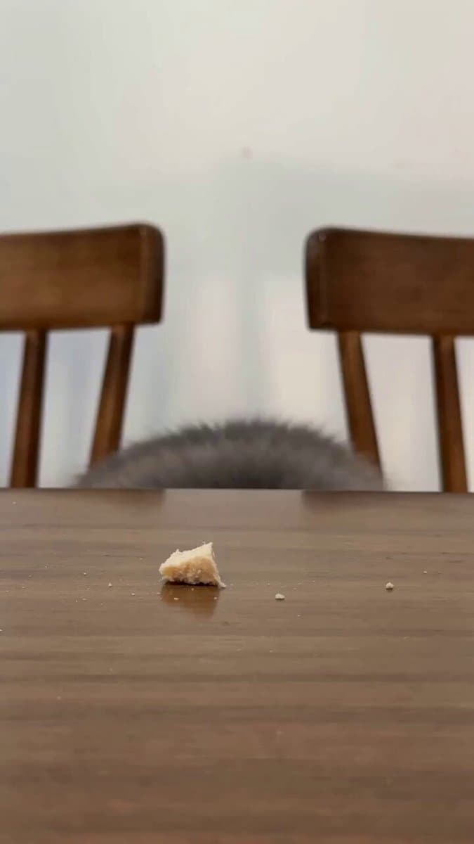 Sneaky Cat Pet Vlog Action Sequence