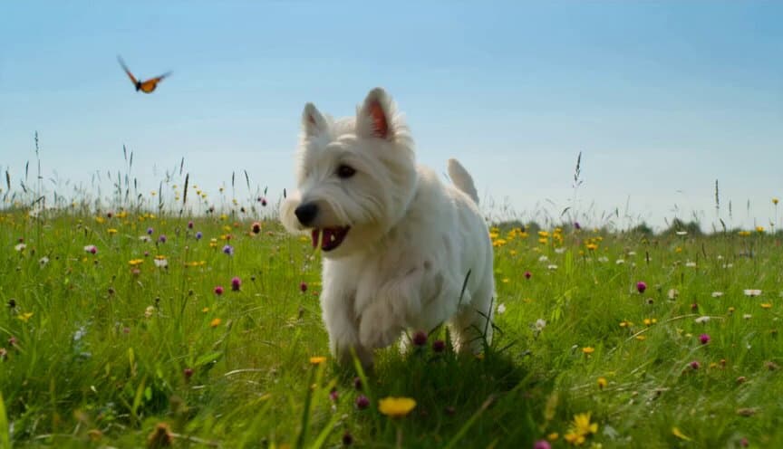 Playful Dog Chasing Butterflies Video Prompt