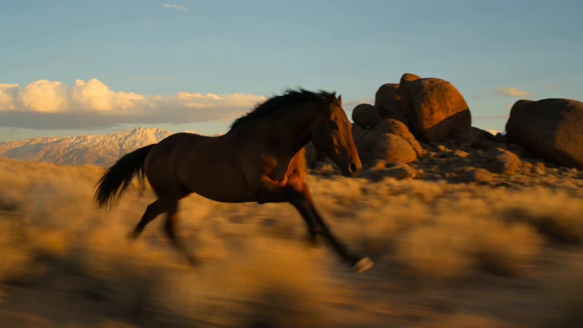 Mustang Desert Gallop Cinematic Shot