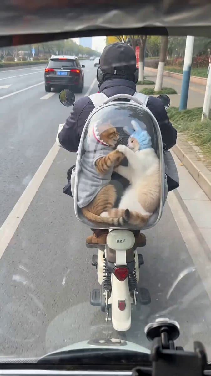 Seedance 2.0 Video Prompt: Cats on a Scooter