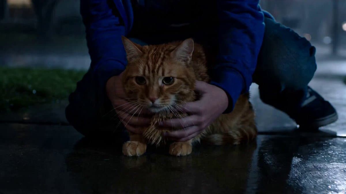15-Second Microdrama: Alien Cat Twist