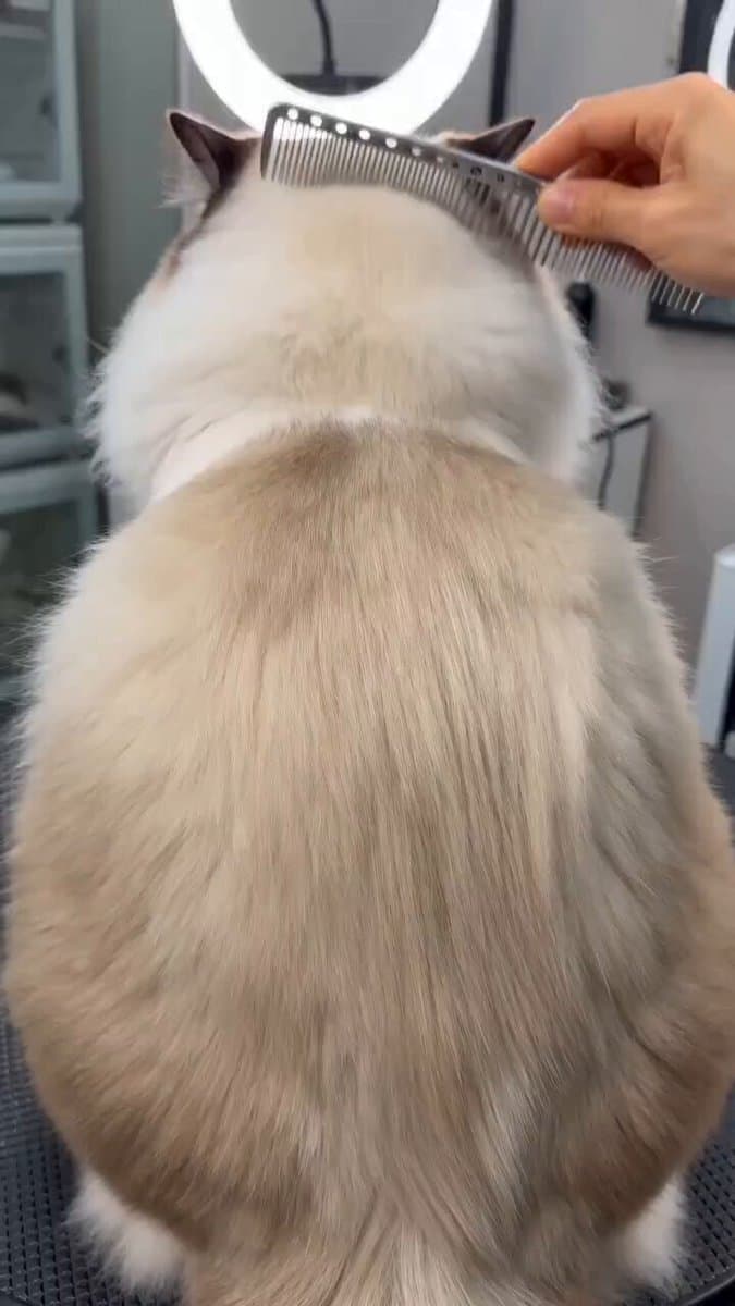 Humorous pet makeover video prompt