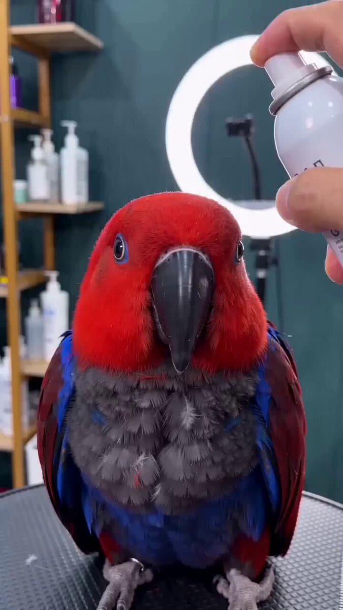 Close-up of a parrot getting a haircut, scene 1
