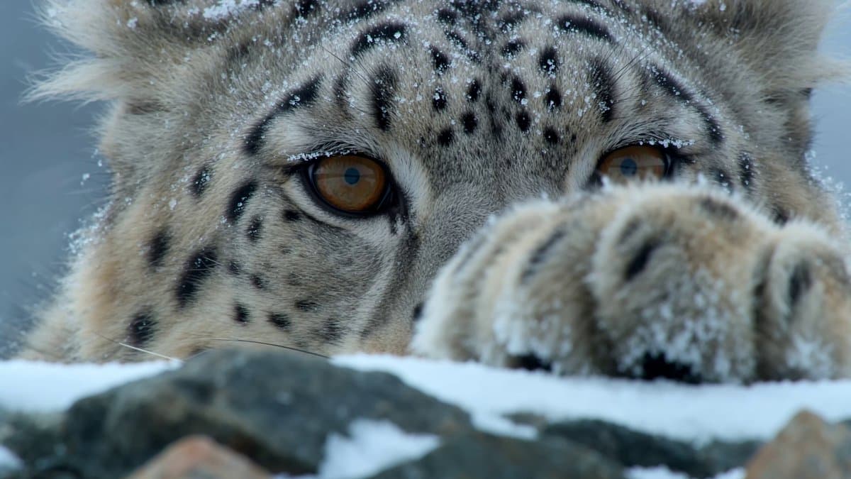 Snow Leopard Wildlife Documentary Scene