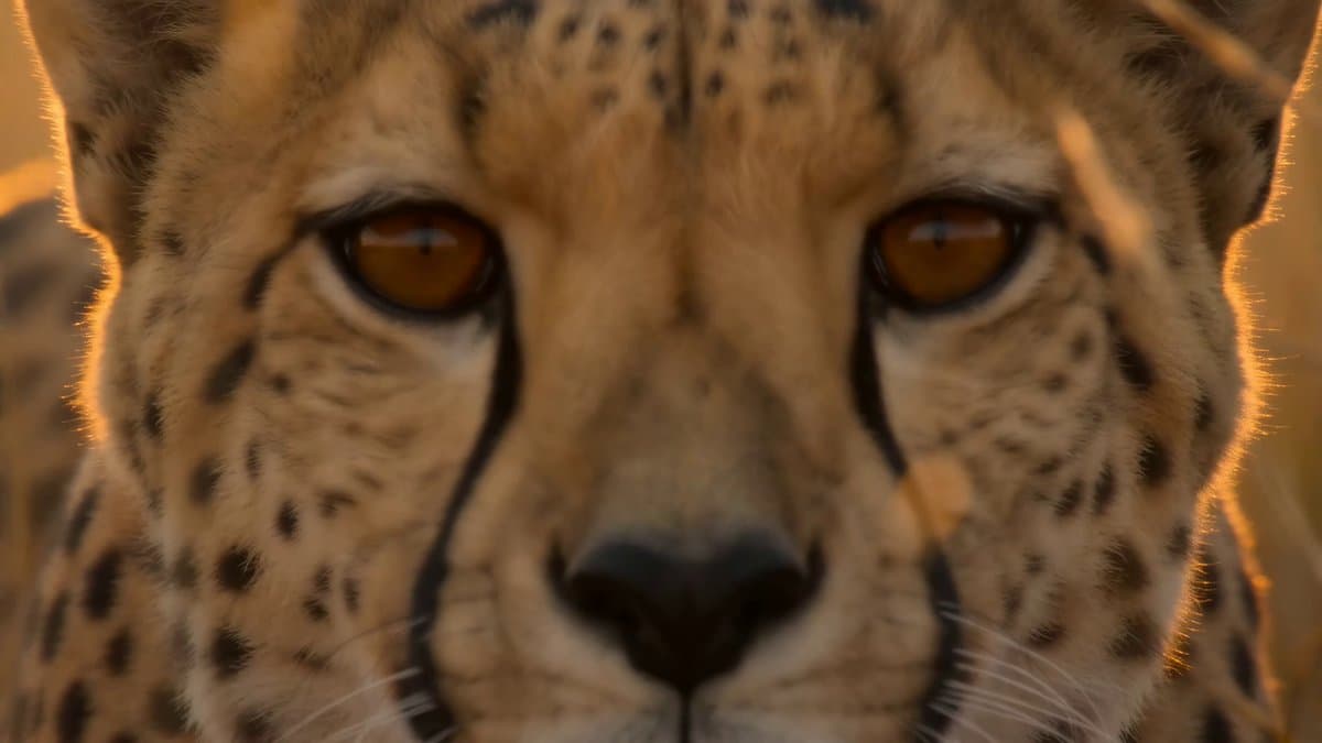 National Geographic African Cheetah Hunt Documentary