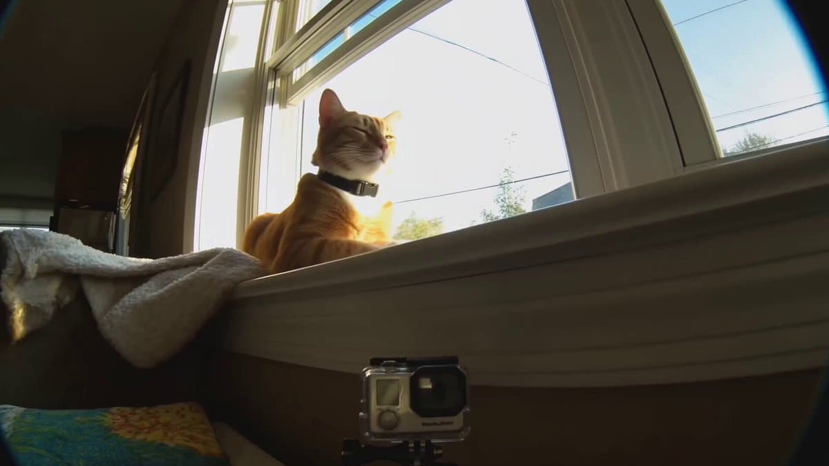 Realistic Cat POV Vlog Documentary