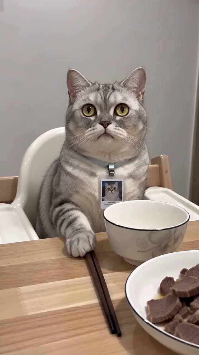 Realistic Talking Cat Interaction