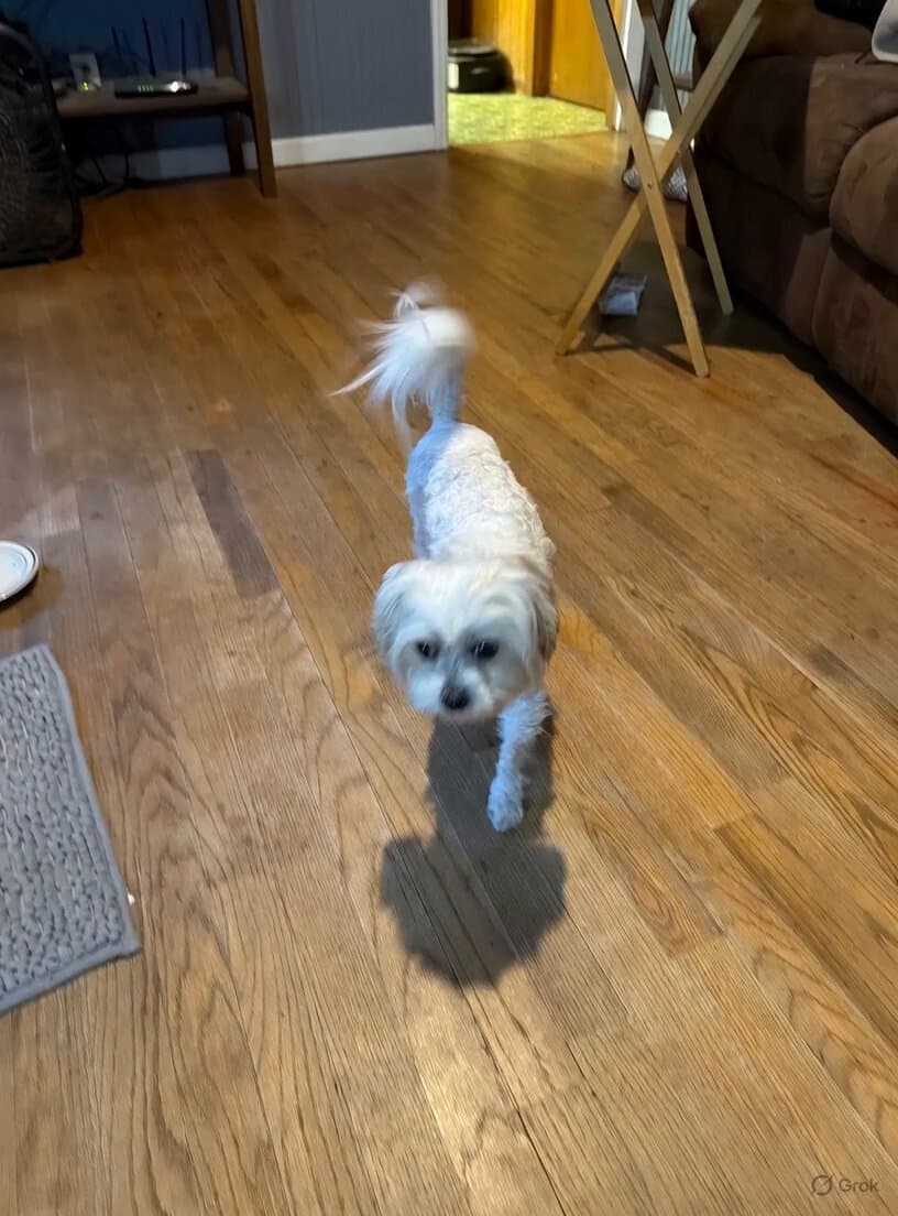 Dog Saying Mama Why