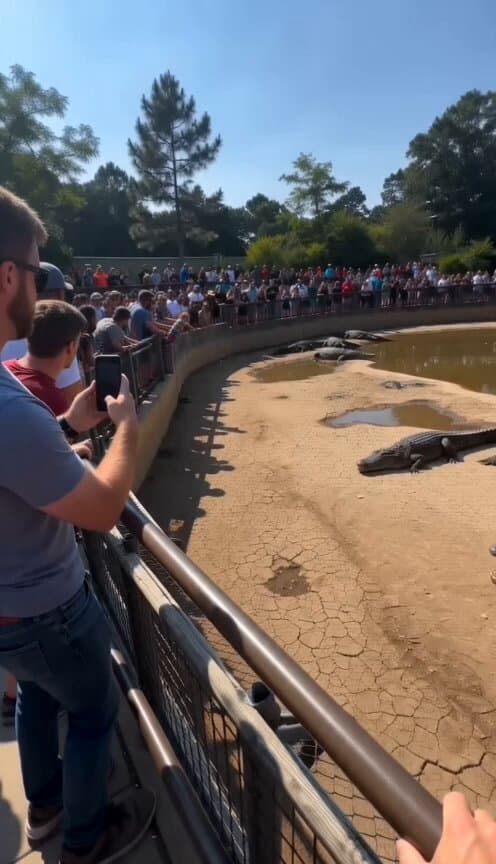 Viral Smartphone Zoo Rescue Scene