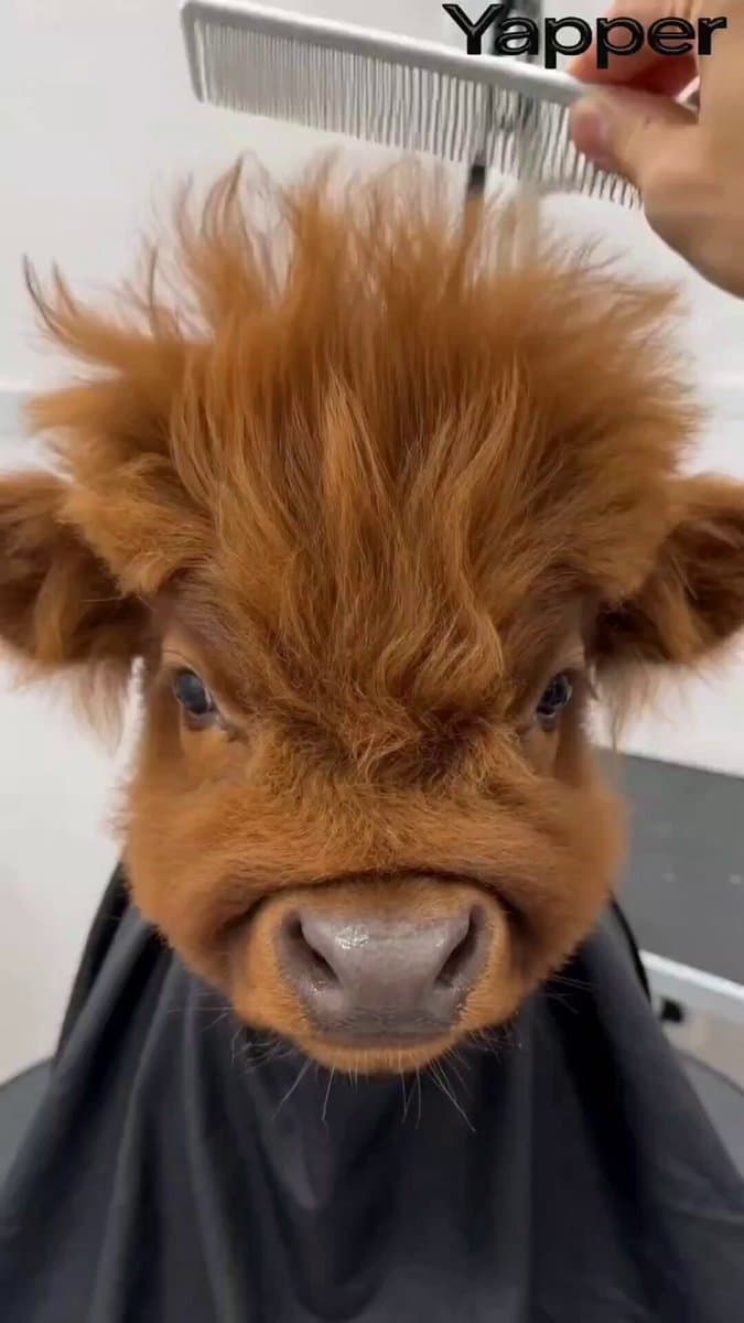Humorous Persian Calf Haircut Transformation Video Prompt