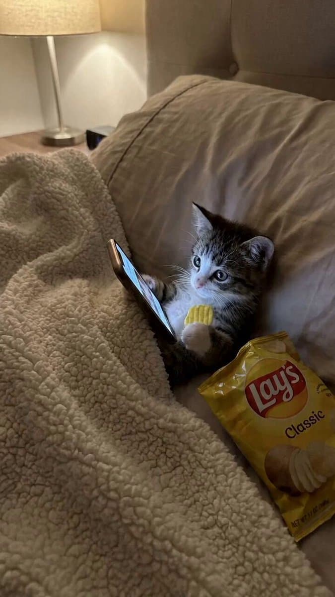 Scrolling Kitten Storyboard