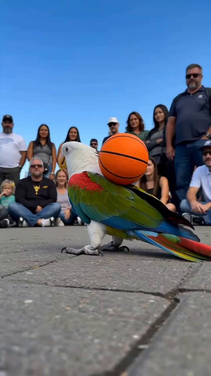 Parrot Street Performance Basketball